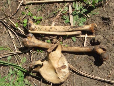 Ossada humana é encontrada próximo à estrada em Japorã