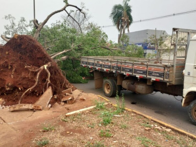 Ventania derruba árvore de grande porte na Manoel da Costa Lima