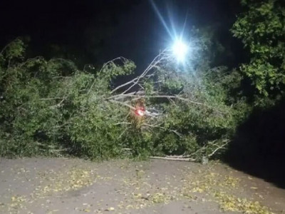 Vento forte derruba árvore e bloqueia rua em Aquidauana