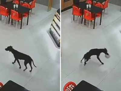 Cachorro entra em padaria, furta bolo e sai de mansinho em GO