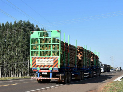 Exportações de celulose crescem 62,7%