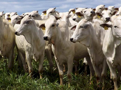Iagro confirma caso de raiva bovina em Mato Grosso do Sul