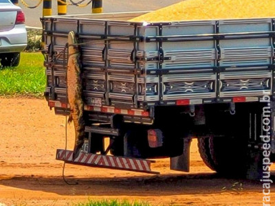 Polícia Militar Ambiental multa homem por maus-tratos a jacaré