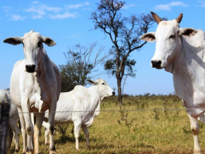 Campanha de atualização cadastral e de rebanhos começa hoje