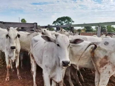 Fazendeiro é preso com 34 cabeças gado furtadas em Coxim