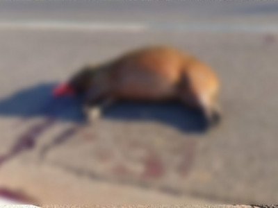 Motorista desatento atropela capivara em Três Lagoas