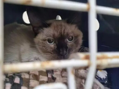 Mulher abandona gata doente em repartição pública e desaparece