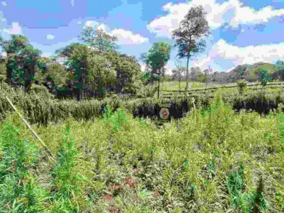 Operação elimina 21 toneladas de maconha em fase de produção
