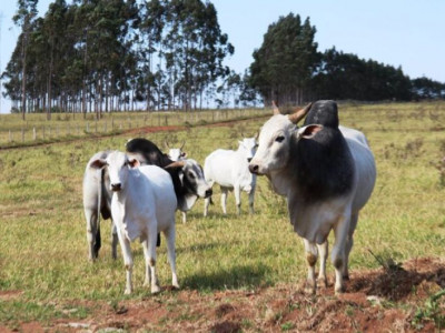Pecuaristas devem atualizar cadastro de rebanhos até o dia 30