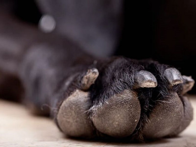 Pitbull deixa Labrador gravemente ferido em Corumbá
