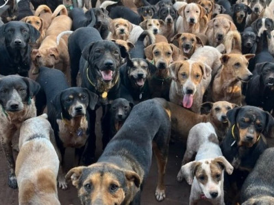 Animais de ONG que fechou precisam ser adotados urgentemente