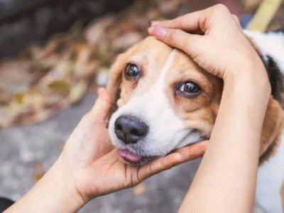 Campanha Dezembro Verde conscientiza sobre adoção de animais