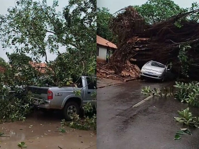 Figueira histórica cai em cima de carro em Dourados