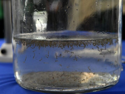 Casos confirmados de dengue em MS já ultrapassam 250 no ano