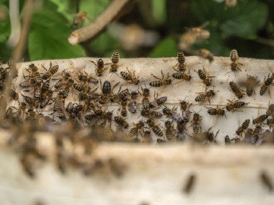 Criança picada por mais de mil abelhas recebe alta