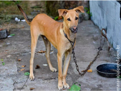 Denúncias de maus-tratos contra animais agora são online em MS