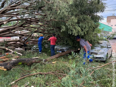 Durante temporal, árvore cai em cima de carros em Nova Andradina