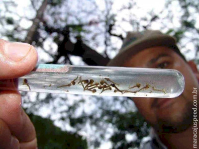 Mato Grosso do Sul investiga primeira morte por dengue em 2025