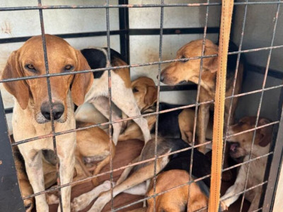 Polícia prende homem por caça ilegal e maus-tratos a animais