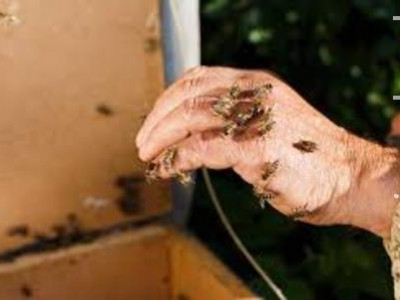 Bombeiros resgatam idoso atacado por enxame de abelhas em Coxim