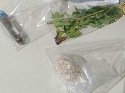 Homem que cultivava pé de maconha em casa é preso com drogas