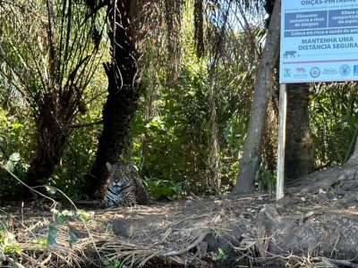 Após ataque a caseiro, "Lei da Onça" pode ser criada em MS