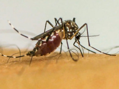 Brasil ultrapassa 1 milhão de casos prováveis de dengue em 2025
