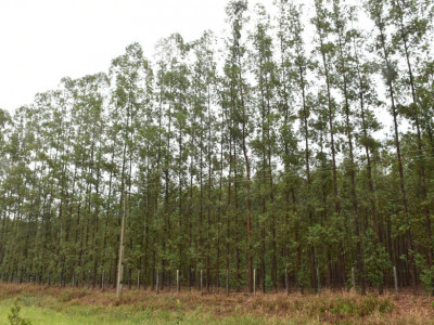 Com a chegada de megafábricas, preço do eucalipto valoriza 10,7%