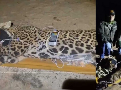 Onça capturada está 