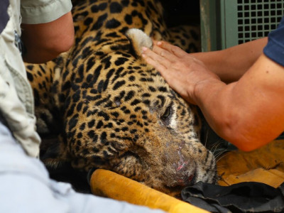 Onça que atacou Jorginho não voltará à natureza