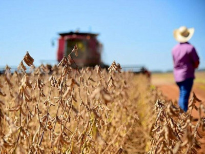 Produtividade da soja em MS supera expectativa inicial em 5%