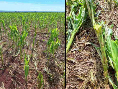Temporais afetaram 500 hectares de lavoura de milho em MS