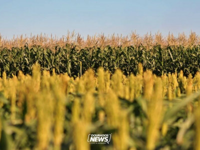 Conab prevê safra de grãos em 332,9 milhões de toneladas