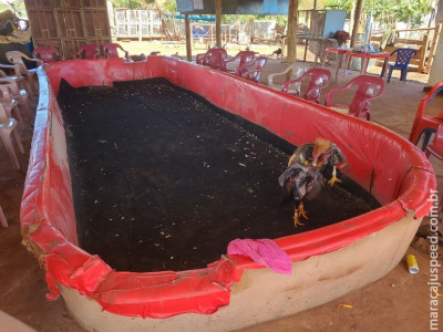 Idoso é preso por promover rinha de galo no Aero Rancho