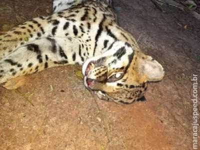 Jaguatirica é encontrada morta em bairro da capital