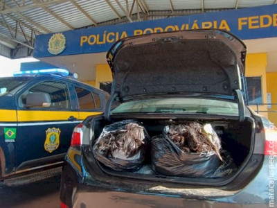  Polícia apreende 70 quilos de cabelos humanos na rodovia BR-262