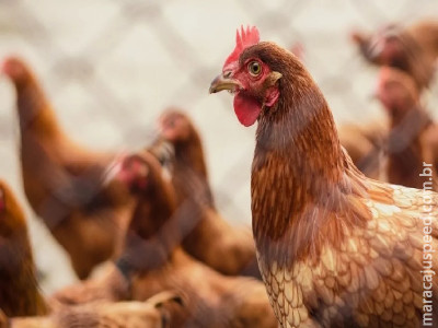 Brasil se declara país livre da gripe aviária