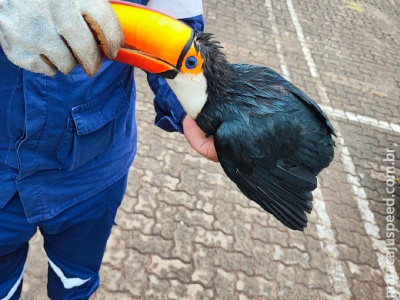 Filhote de tucano é resgatado em shopping de Campo Grande   
