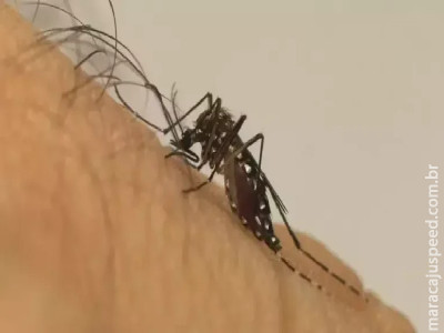 Doenças transmitidas por mosquitos serão ‘novo normal’ na Europa