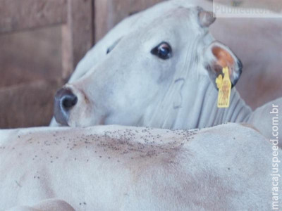  Chegada das chuvas: como controlar a mosca-dos-chifres