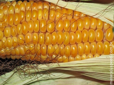  Alta do dólar sustenta milho no mercado interno