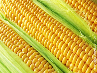  B3 mantém alta acumulada do milho