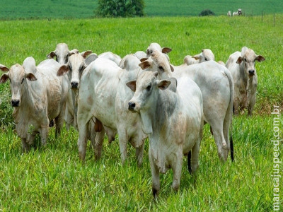 Boi gordo e “boi China” têm queda de preço em São Paulo