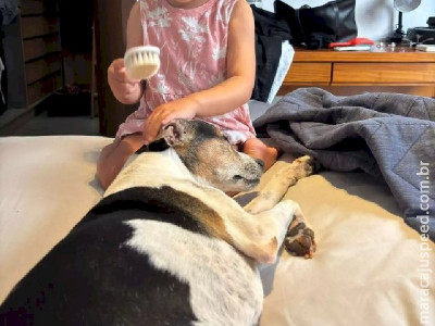 Cães e gatos também podem ter Alzheimer; saiba identificar 