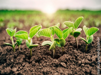  Confira como a soja encerrou a semana