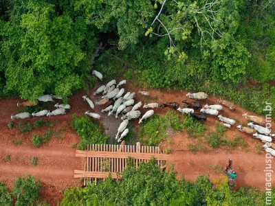  Funai solicita apoio da PF para investigar emboscada no Pará