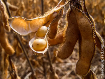  Guerra comercial sustentou preço da soja em 2025
