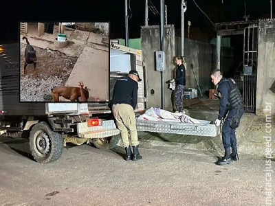 Idosa é atacada pelos próprios cães e morre no Mato Grosso  