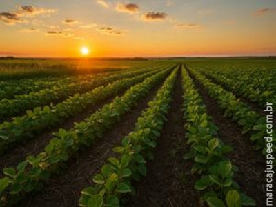 Javali: Ameaça Silenciosa Devasta Lavouras no Brasil