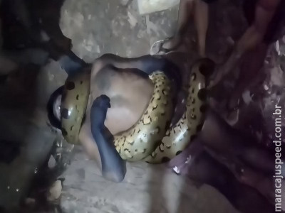Jiboia gigante mata homem asfixiado